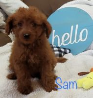 Goldendoodle Puppies for sale in Danville, OH 43014, USA. price: NA