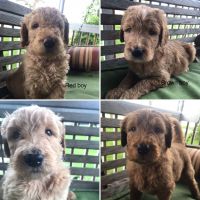 Goldendoodle Puppies for sale in Eaton, OH 45320, USA. price: NA