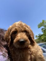Goldendoodle Puppies for sale in 542 Edgewater Ave, Oceanside, CA 92057, USA. price: NA