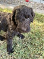 Goldendoodle Puppies for sale in Gilbert, AZ, USA. price: NA