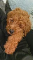 Goldendoodle Puppies for sale in Cincinnati, OH, USA. price: NA