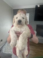 Goldendoodle Puppies for sale in Gruver, TX 79040, USA. price: NA