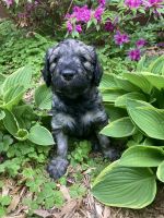 Goldendoodle Puppies for sale in Robinson, IL 62454, USA. price: NA