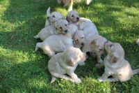 Goldendoodle Puppies for sale in Fedscreek, KY 41524, USA. price: NA