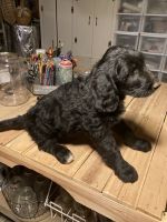 Goldendoodle Puppies for sale in Thomaston, GA 30286, USA. price: NA