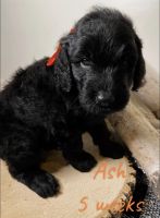 Goldendoodle Puppies for sale in Broken Arrow, OK, USA. price: NA