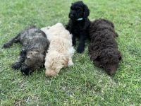 Goldendoodle Puppies for sale in Mesa, AZ 85206, USA. price: NA