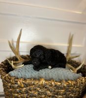 Goldendoodle Puppies for sale in Grifton, NC 28530, USA. price: NA