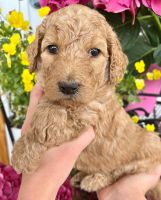 Goldendoodle Puppies for sale in Greenville, SC, USA. price: NA