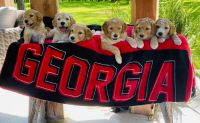 Goldendoodle Puppies for sale in Rockmart, GA 30153, USA. price: NA