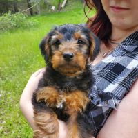 Goldendoodle Puppies for sale in Rogue River, OR, USA. price: NA