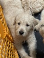 Goldendoodle Puppies for sale in Lima, OH, USA. price: NA