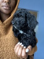 Goldendoodle Puppies for sale in Long Beach, CA 90805, USA. price: NA