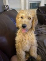Goldendoodle Puppies for sale in Hamilton, OH, USA. price: NA