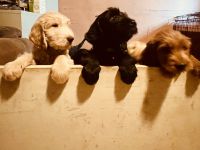 Goldendoodle Puppies for sale in San Diego, CA, USA. price: NA