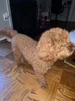 Goldendoodle Puppies for sale in Baltimore, MD, USA. price: NA