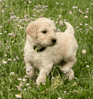Goldendoodle Puppies for sale in Deep Run, NC 28525, USA. price: NA