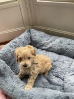 Goldendoodle Puppies for sale in Shelbyville, KY 40065, USA. price: NA
