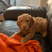 Goldendoodle Puppies for sale in Los Gatos, CA, USA. price: NA