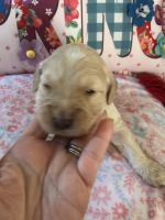 Goldendoodle Puppies for sale in Rock Hill, SC, USA. price: NA