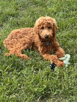 Goldendoodle Puppies for sale in Lynchburg, VA, USA. price: NA