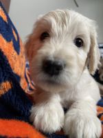 Goldendoodle Puppies for sale in Longmont, CO 80504, USA. price: NA