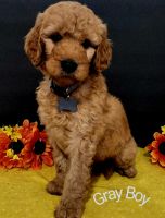 Goldendoodle Puppies for sale in Tyler, TX, USA. price: NA