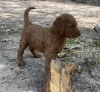 Goldendoodle Puppies for sale in Dallas, TX, USA. price: NA
