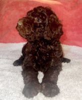 Goldendoodle Puppies for sale in Whittier, CA 90604, USA. price: NA