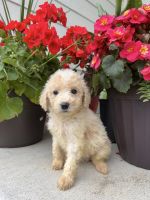 Goldendoodle Puppies for sale in Ankeny, IA, USA. price: NA
