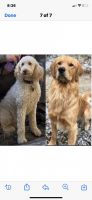 Goldendoodle Puppies for sale in Wilson, NC, USA. price: NA