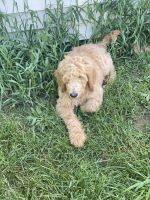Goldendoodle Puppies for sale in Middletown, NY 10940, USA. price: NA