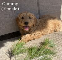 Goldendoodle Puppies for sale in Monticello, MN, USA. price: NA