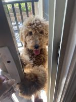 Goldendoodle Puppies for sale in Newton, MA, USA. price: NA