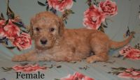 Goldendoodle Puppies for sale in Milan, NM, USA. price: NA
