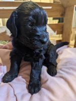 Goldendoodle Puppies for sale in Buckeye, AZ, USA. price: NA