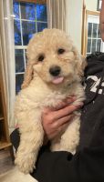 Goldendoodle Puppies for sale in Marshfield, WI, USA. price: NA