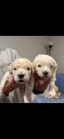 Goldendoodle Puppies for sale in Bondurant, IA 50035, USA. price: NA