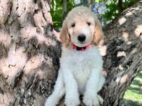 Goldendoodle Puppies for sale in Orlando, FL, USA. price: NA
