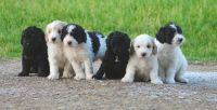 Goldendoodle Puppies for sale in Dallas, TX, USA. price: NA