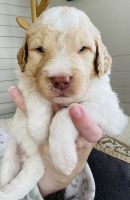 Goldendoodle Puppies for sale in Dayton, OH 45439, USA. price: NA