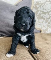 Goldendoodle Puppies for sale in Dayton, OH 45439, USA. price: NA