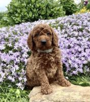 Goldendoodle Puppies for sale in Bronx, NY 10467, USA. price: NA
