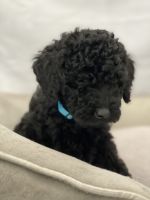 Goldendoodle Puppies for sale in Miami Lakes, FL, USA. price: NA