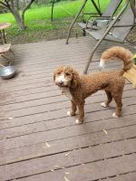 Goldendoodle Puppies for sale in Clive, IA 50325, USA. price: NA