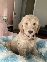 Goldendoodle Puppies for sale in Sherman, TX, USA. price: NA