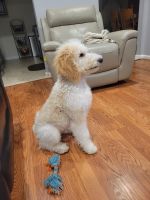 Goldendoodle Puppies for sale in Sterling, VA, USA. price: NA