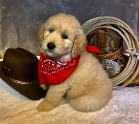 Goldendoodle Puppies for sale in Shelbyville, TN, USA. price: NA