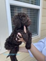 Goldendoodle Puppies for sale in Katy, TX, USA. price: NA