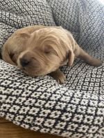 Goldendoodle Puppies for sale in East Haven, CT, USA. price: NA